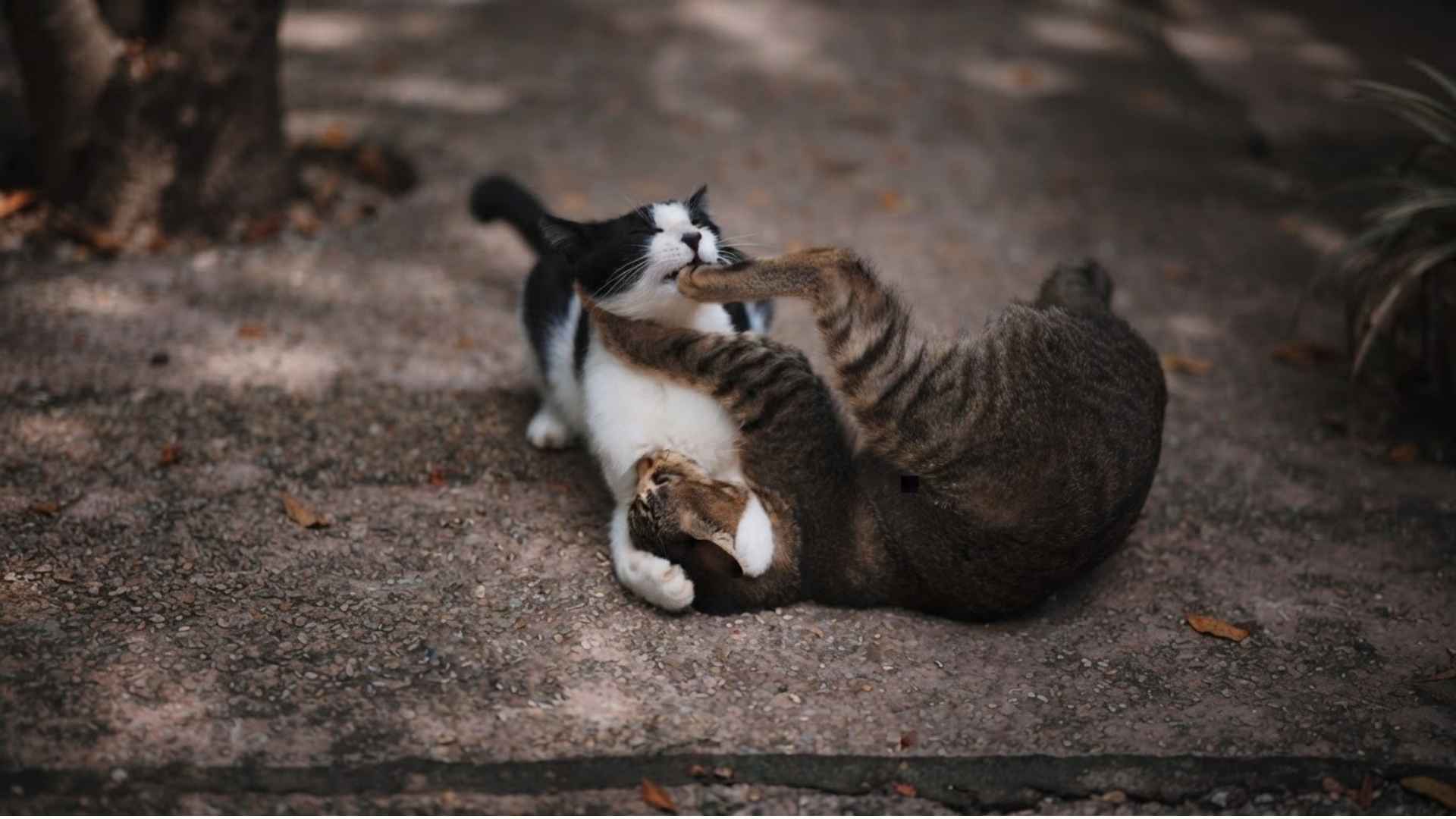 pelea de gatos